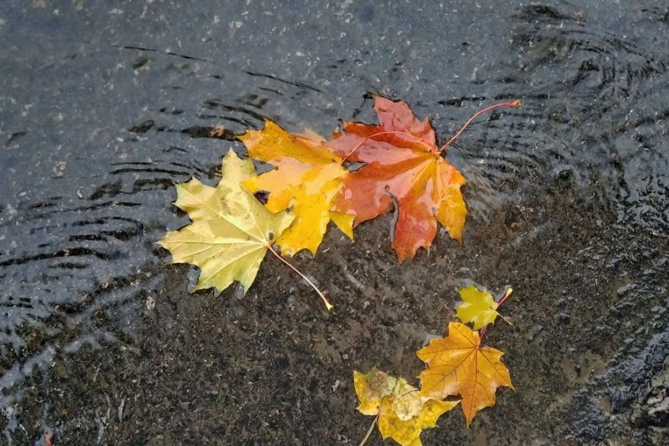 Прогноз погоди на 26 листопада: тепло, поривчастий вітер і локальні дощі на заході