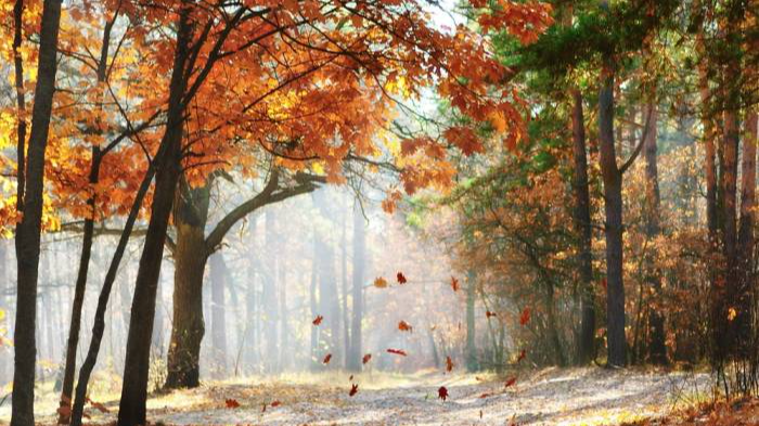 Прогноз погоди в Україні на 5 листопада — де чекати бабине літо