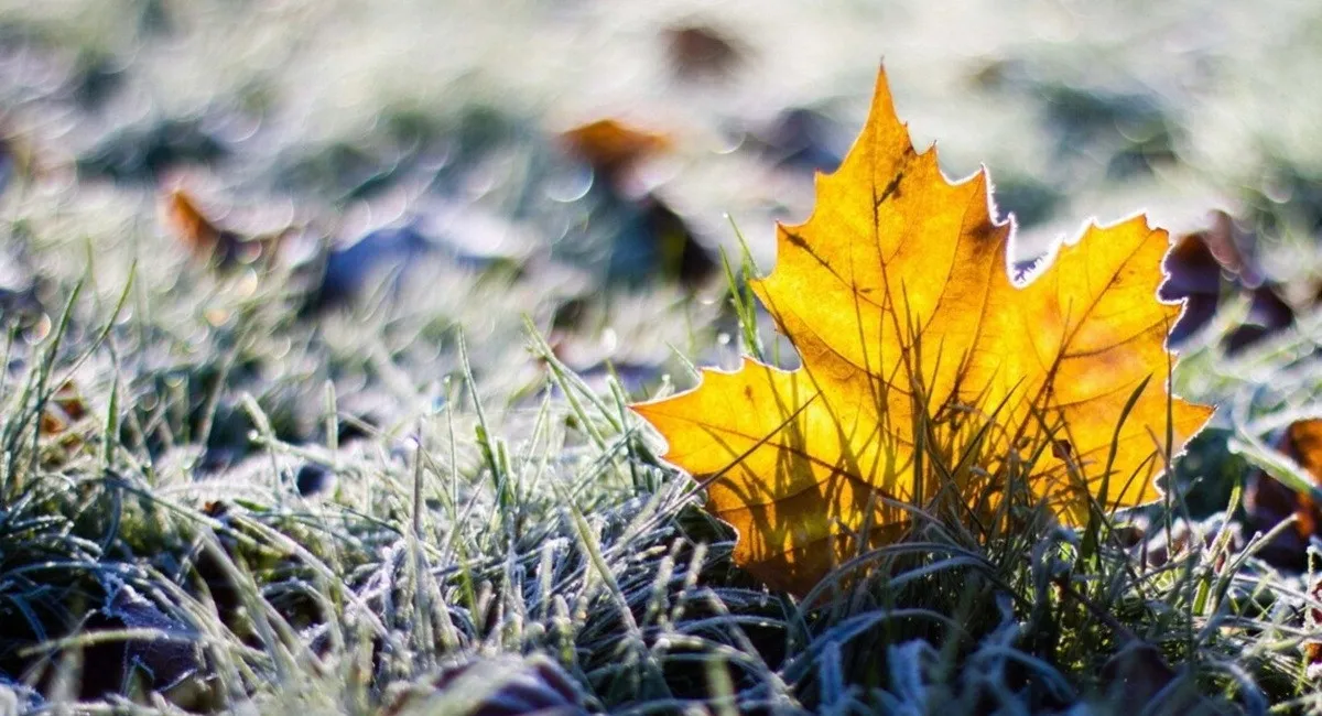 В Україні очікується похолодання: прогноз Діденко на 18 листопада 2025 року